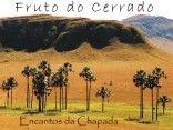 Fruto do Cerrado