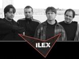 Ilex