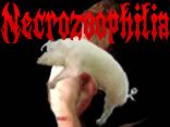 Necrozoophilia